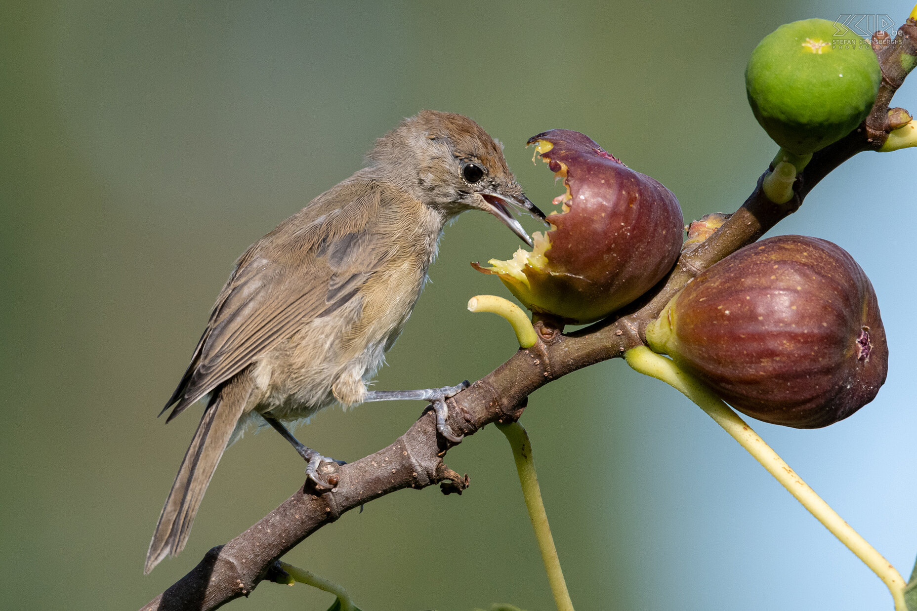 Garden birds - Blackcap Juvenile blackcap (Sylvia atricapilla) in our fig tree Stefan Cruysberghs